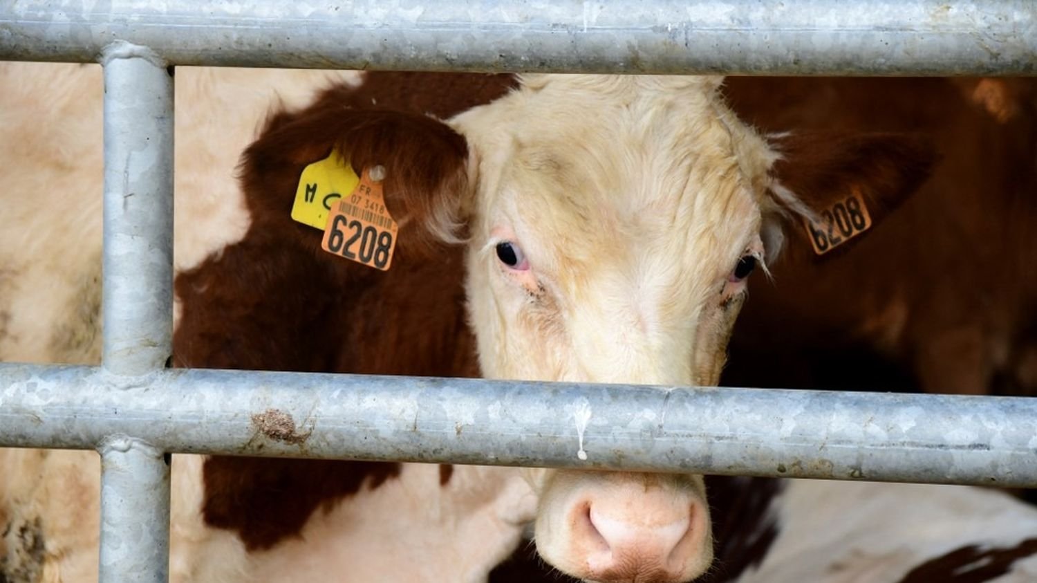 VRAI OU FAUX. La dermatose nodulaire est-elle un « prétexte » pour abattre des vaches et suivre les recommandations de la Cour des comptes ?