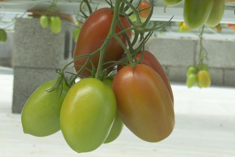 Tomates péi : des producteurs contraints de vendre à perte malgré la peine saison à La Réunion