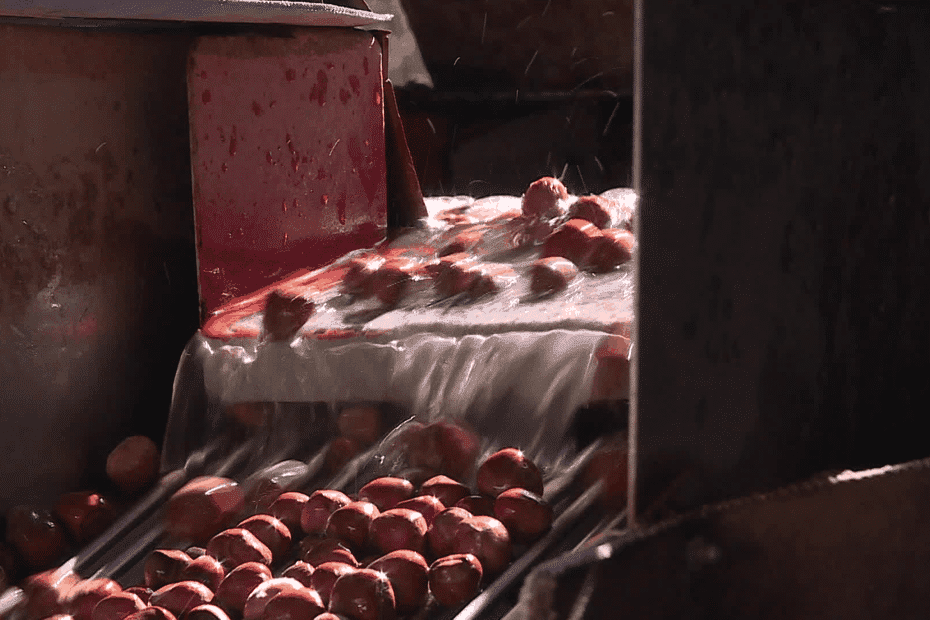 Noisettes françaises : une filière en conversion bio, fragilisée par le climat mais dynamisée par la gastronomie locale et l’artisanat