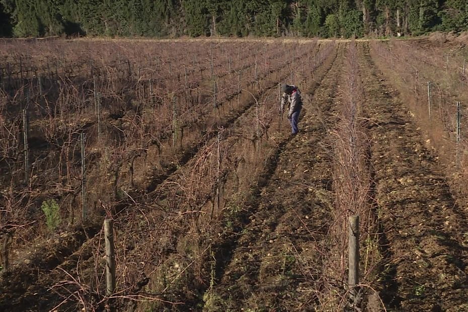 « Je le fais pour sauver mon exploitation », des vignerons arrachent leurs pieds de vigne pour lutter contre la surproduction