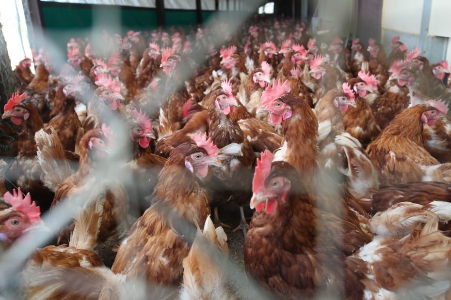 Grippe aviaire. « On y a le droit tous les ans maintenant » : les éleveurs de volailles désabusés face au retour de l’épidémie