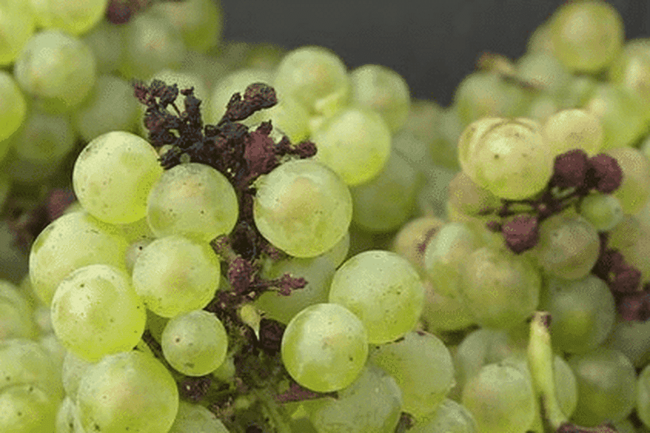 Accident dans les vignes du Jura : un viticulteur décède pendant la préparation des vendanges