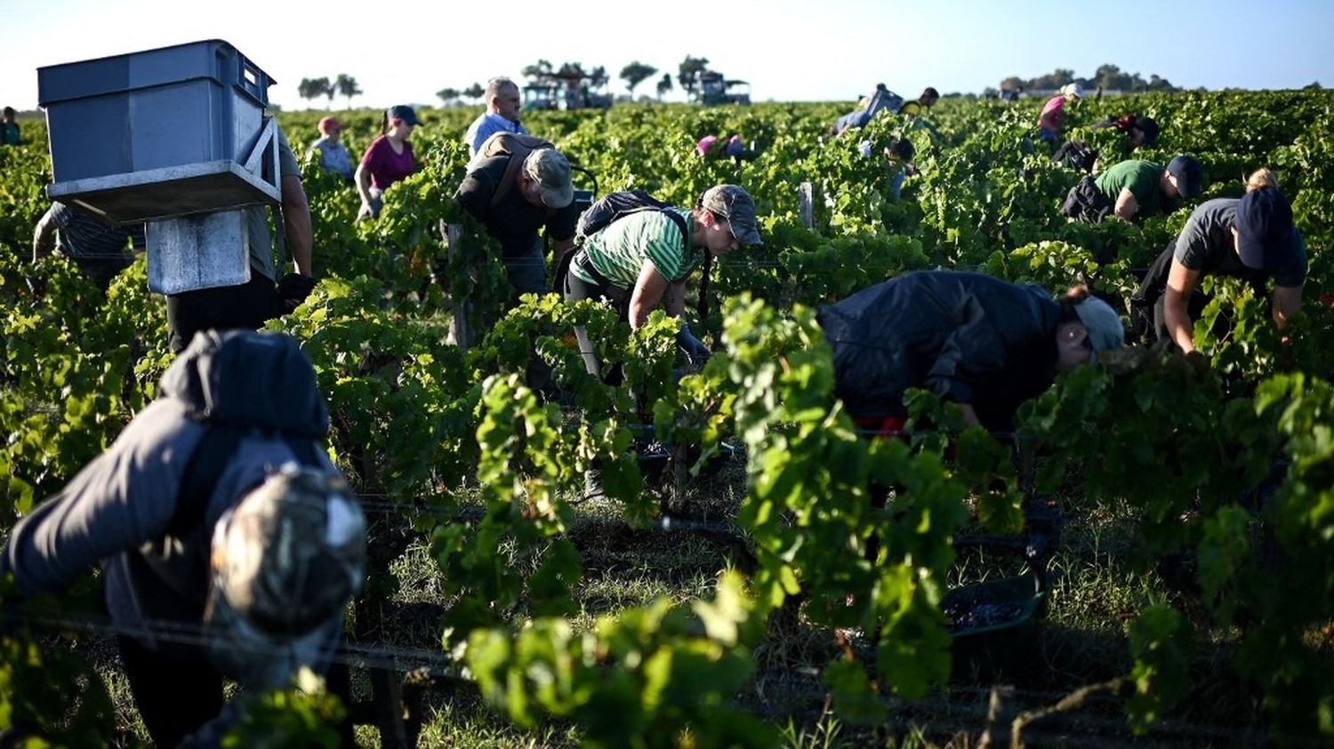 La production de vin en 2025 devrait être légèrement supérieure à celle de 2024