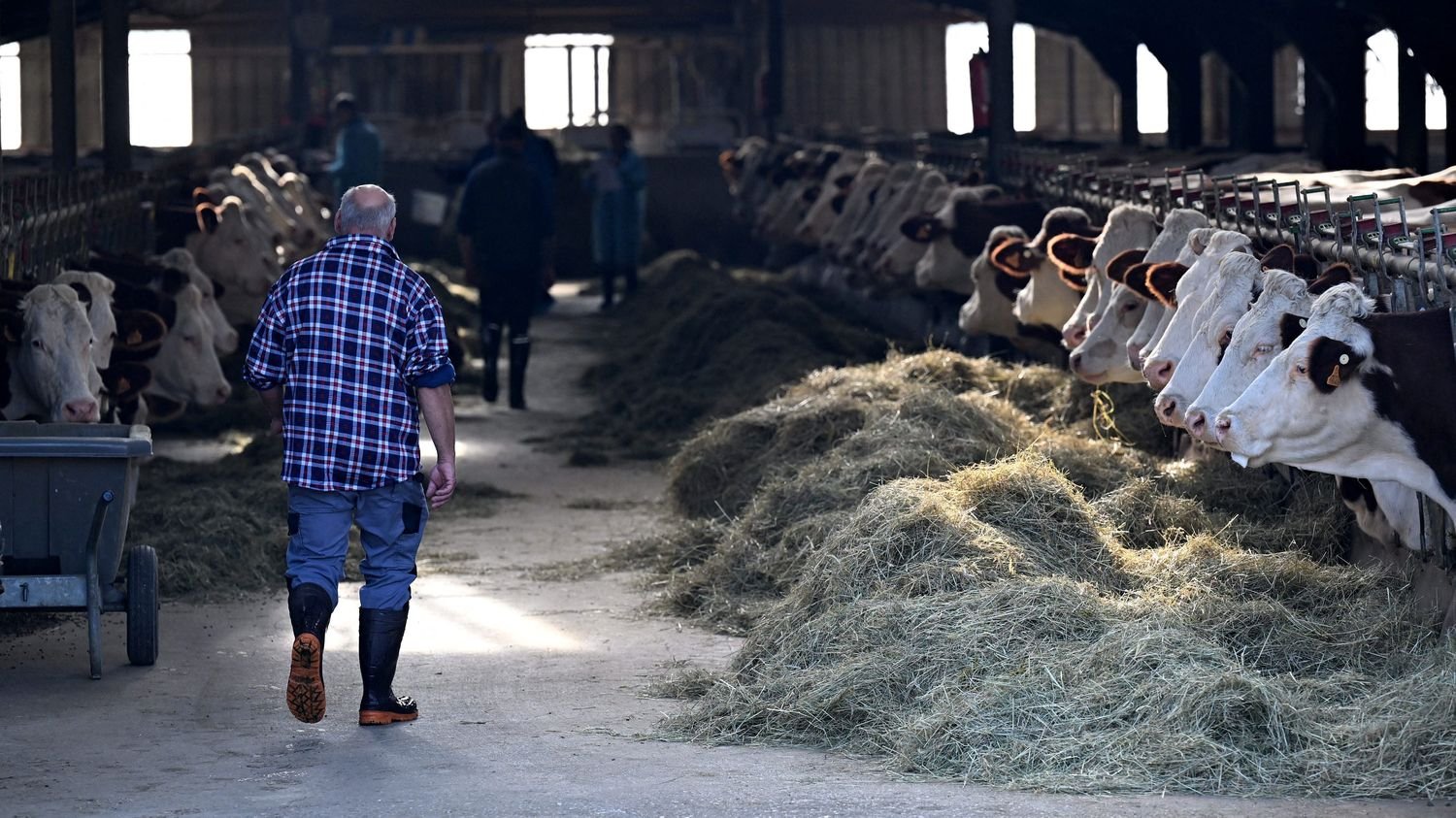Dermatose nodulaire : la suspension des exportations de bovins pendant 15 jours est « brutale » et « sans concertation avec la profession », dénoncent les Jeunes agriculteurs