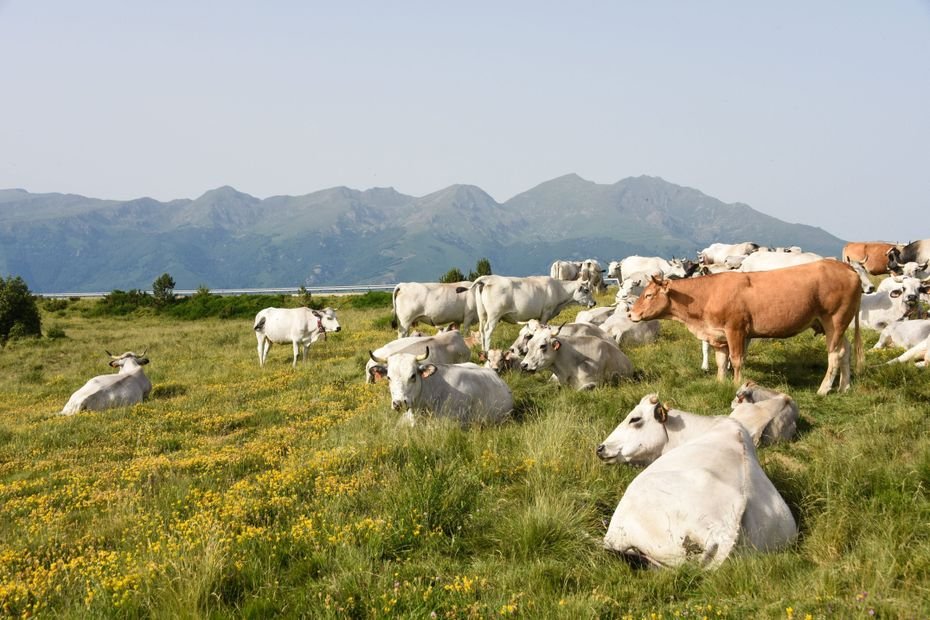 Dermatose nodulaire contagieuse. « Aucun bovin ne doit être déplacé » : préfecture et agriculteurs en alerte pour éviter la propagation du virus