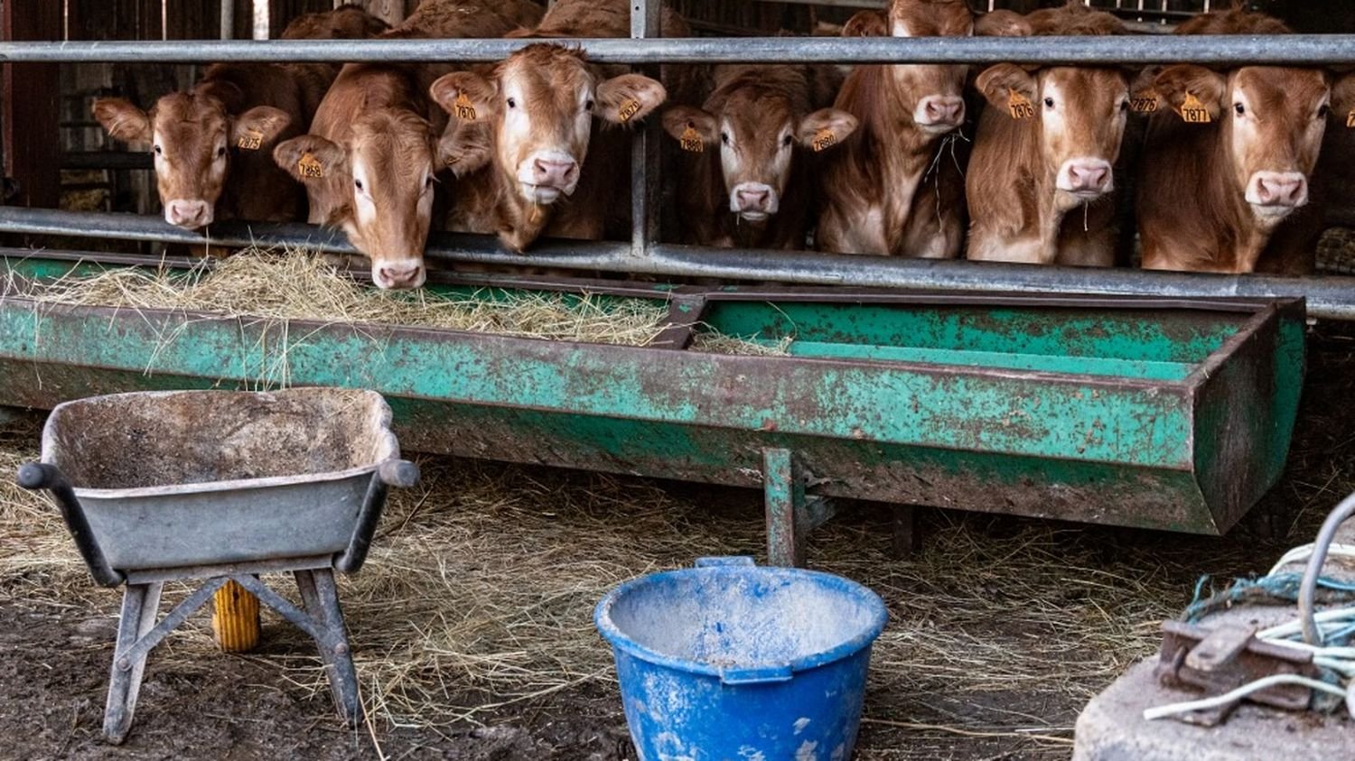 Dermatose nodulaire : le gouvernement étend la zone d’obligation vaccinale à huit départements sur fond de colère agricole