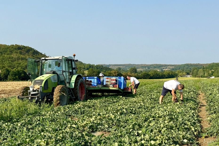 Le soleil brûle les récoltes, les prix s’effondrent : l’été noir des melons du Quercy