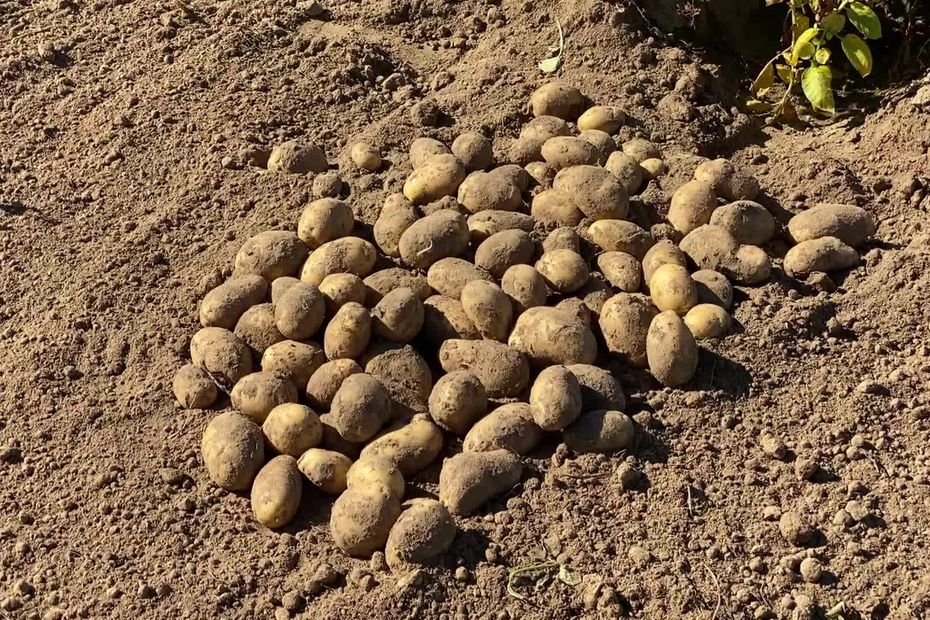 « Quinze euros la tonne, ce n’est pas un prix », la détresse des producteurs de pommes de terre face à la chute des prix