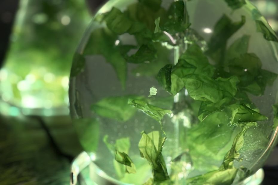 Les algues bretonnes au menu du premier salon national