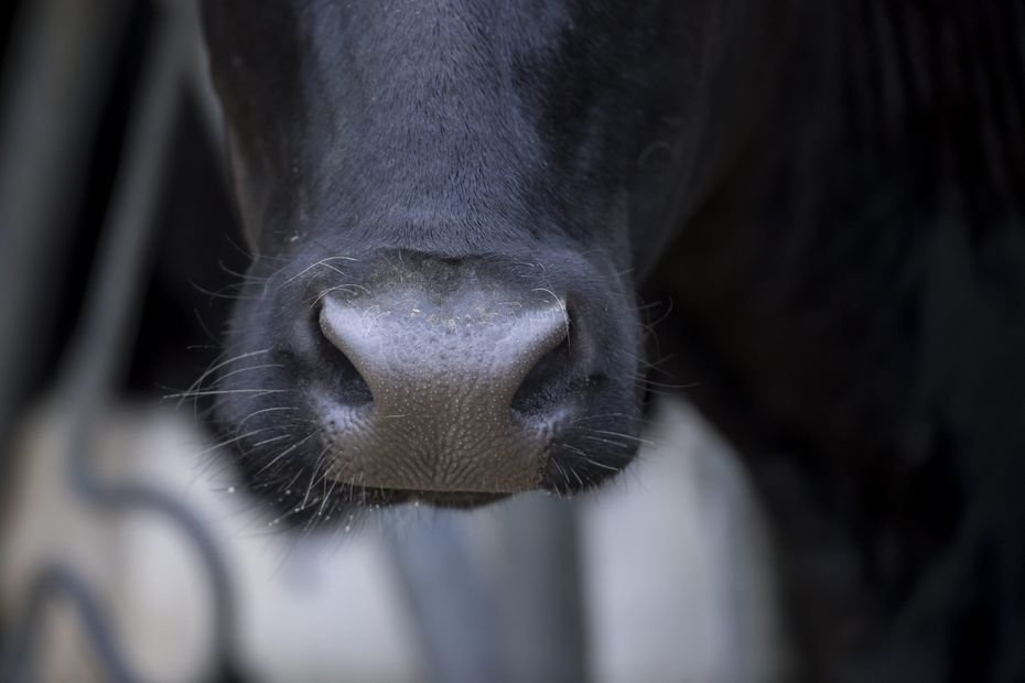 Premier foyer de dermatose nodulaire des bovins confirmé dans le Rhône