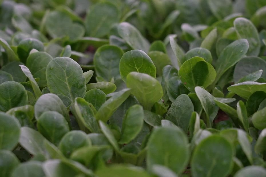 « Comme on est moins compétitifs, on n’est pas têtus » : la mâche nantaise perd du terrain