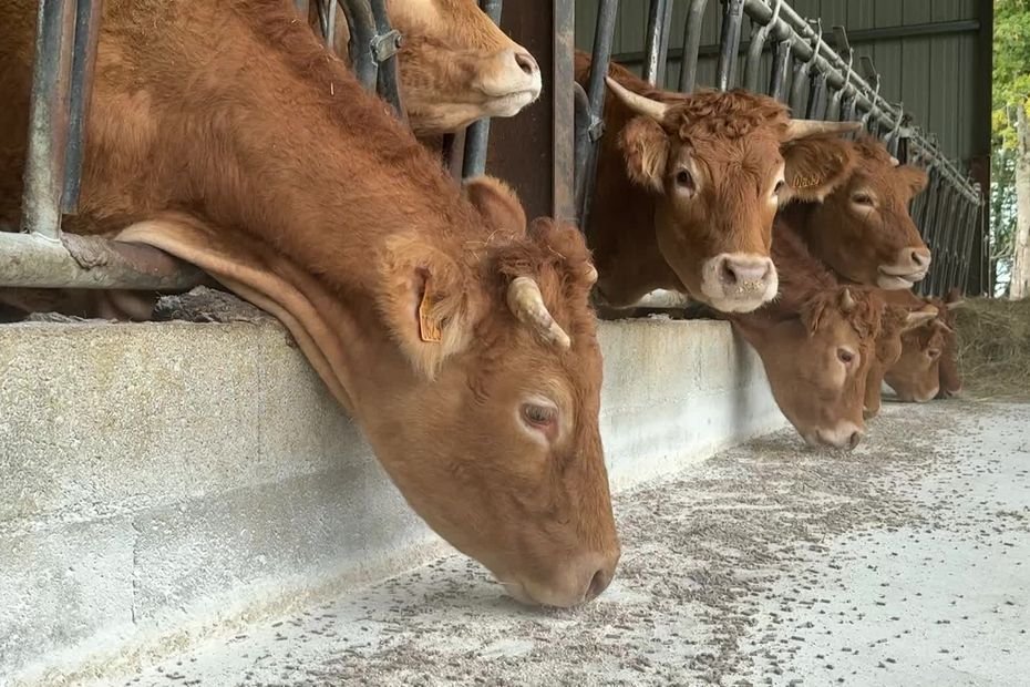 DNC : en dépit des contestations des agriculteurs contre les abattages de troupeaux, la ministre « réaffirme » et maintient sa politique sanitaire