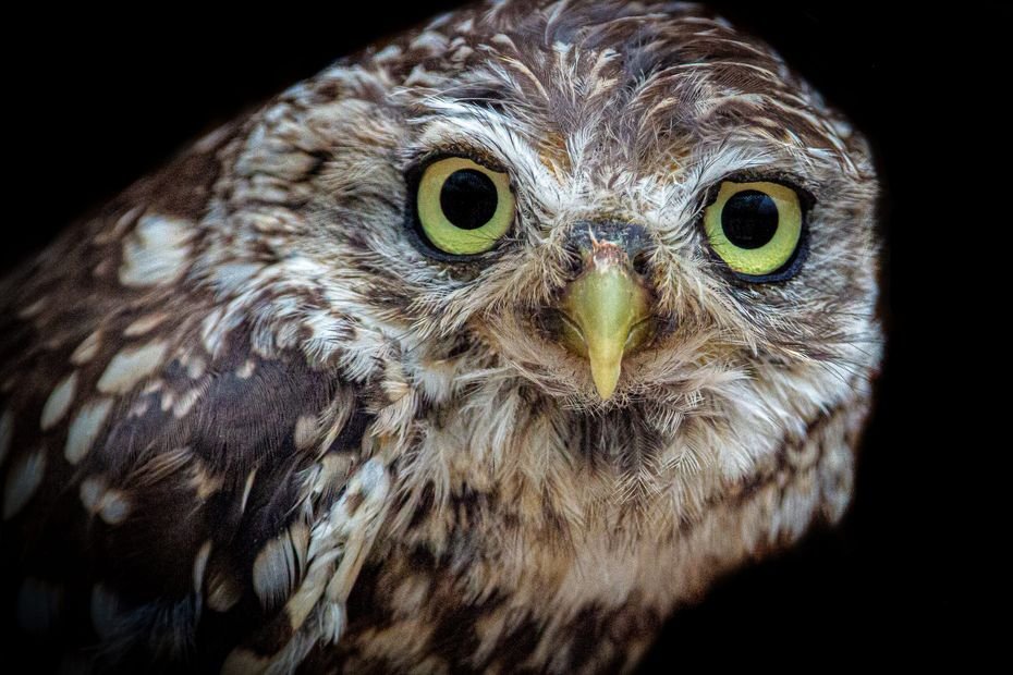 Quand des agriculteurs agissent avec une association pour renforcer la population de rapaces dans leur campagne