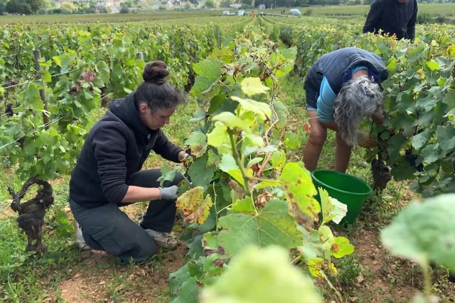 Cumuler ses revenus des vendanges et le RSA, c’est possible !