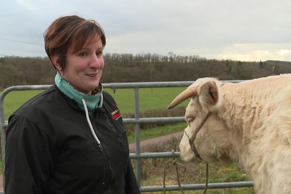 Pas de vaches charolaises au concours du salon de l&rsquo;Agriculture : « On va rester chez nous et attendre que l&rsquo;ambiance soit meilleure »
