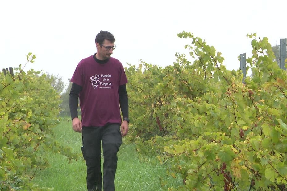 “La jeune génération veut des vins moins alcoolisés” : bousculé par les aléas climatiques, ce viticulteur bichonne une cuvée à 6 degrés