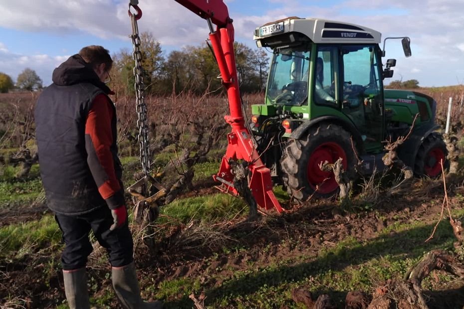 « Il y a une inadéquation entre le volume de vin que l’on produit et sa consommation », pourquoi les vignerons vont devoir arracher des plants ?