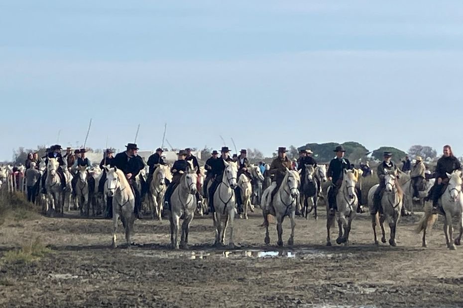 « C’est la race camarguaise qui est menacée » : les manadiers inquiets face aux risques de dermatose nodulaire et à la frilosité des assureurs