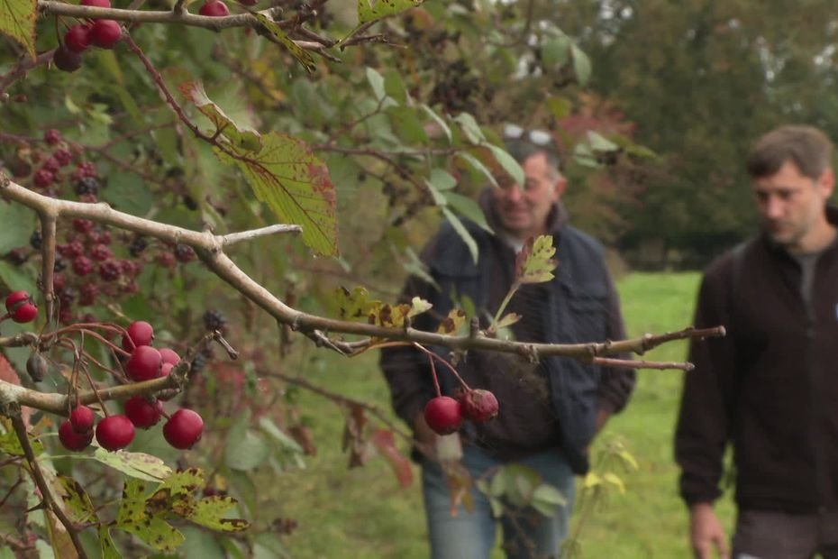 « J’ai fait le choix de travailler sans insecticides, c’est la faune sauvage qui joue ce rôle », quel est l’impact de l’agriculture biologique sur la biodiversité ?