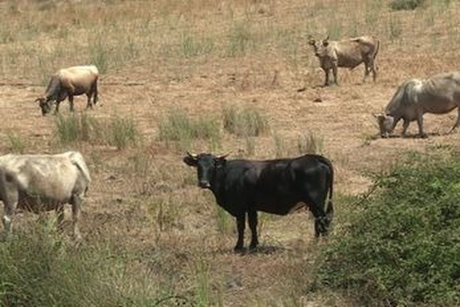 « Des actes odieux qui témoignent d’une barbarie sans nom » : des vaches volées et abattues à Serra-di-Fiumorbo