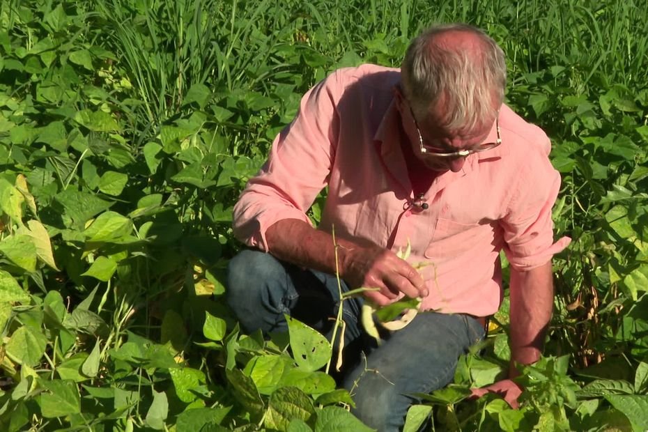 « Il faut être frappadingue ». Le dernier producteur de mogettes des Deux-Sèvres récolte toujours à la main