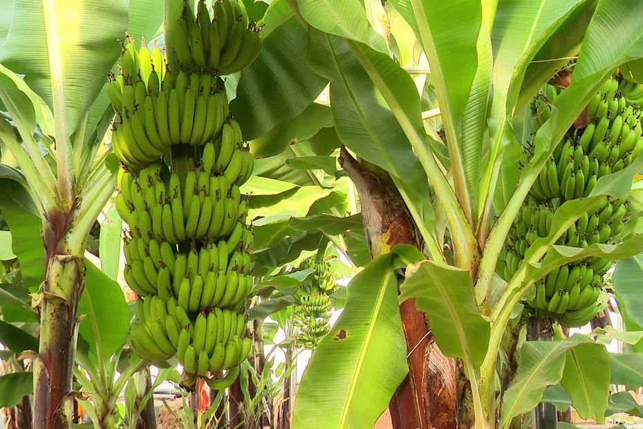 « Je n’aurais pas cru que ça arriverait à cette exubérance », ces bananiers qui poussent dans une exploitation du Sud de la France, loin des tropiques