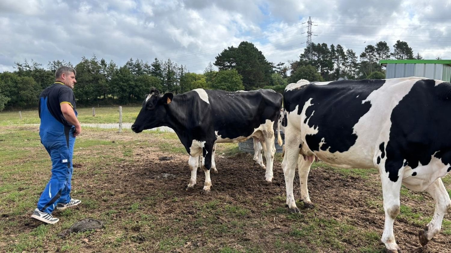 REPORTAGE. « C’est un crève-cœur » : dans le Morbihan, la fièvre catarrhale ovine décime les exploitations laitières
