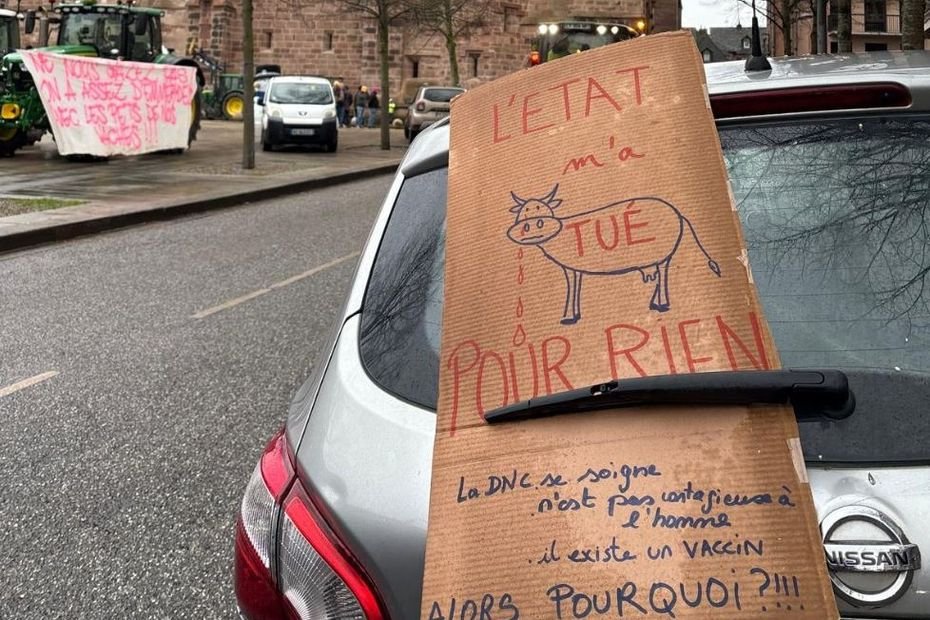 Dermatose nodulaire : des syndicats agricoles appellent à la démission de la ministre de l’Agriculture, « ce qu’a fait Madame Genevard dans le Doubs est inacceptable »