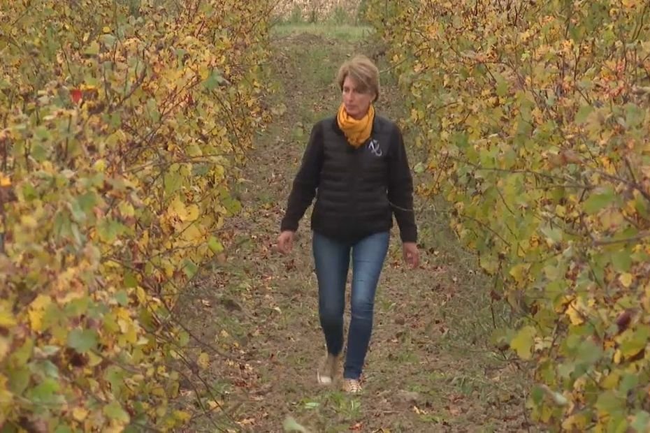 Pinot noir, Chardonnay, Chenin… Pour trouver du vin d’Île-de-France, rendez-vous au milieu d’une production céréalière