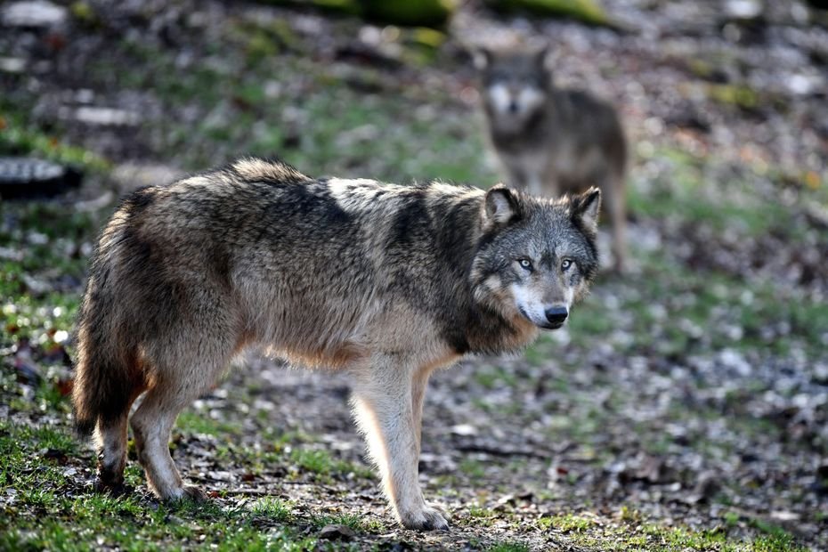 « Notre métier, c’est d’être éleveur, pas de rester posté à attendre un loup et l’abattre ! », le monde agricole partagé sur l’assouplissement des tirs