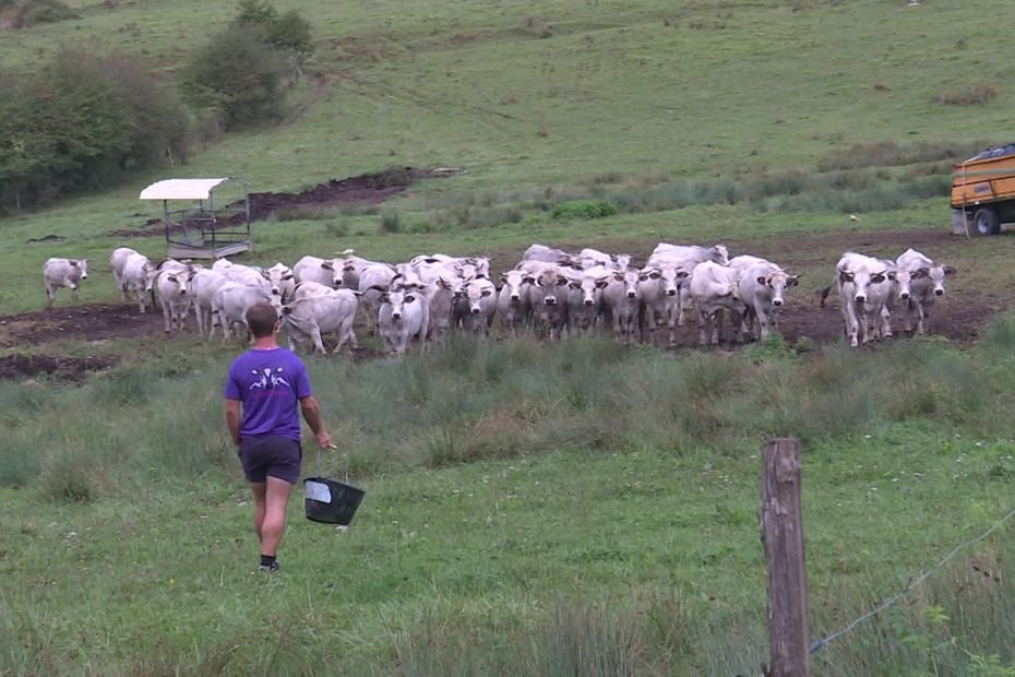 « On attend avec impatience la sortie de la zone réglementée », premier soulagement pour les éleveurs mais leur combat contre la dermatose nodulaire continue