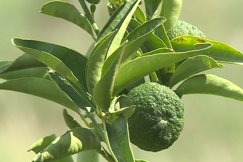 Des citrons japonais au cœur des vignes : pour faire face au changement climatique, ces viticulteurs s’adaptent
