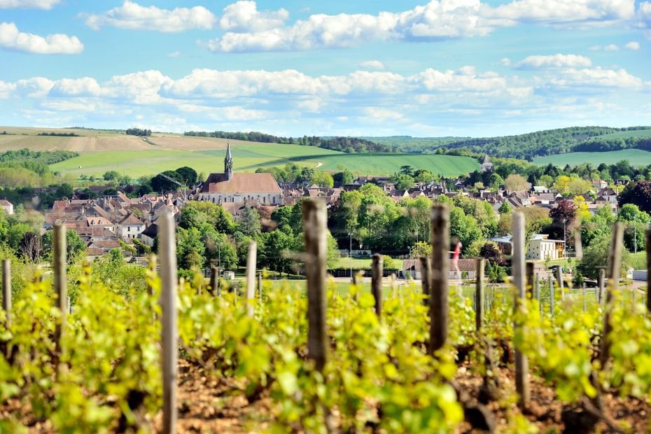 Malgré la canicule, les viticulteurs de Chablis sont confiants : les vendanges 2025 s’annoncent belles !