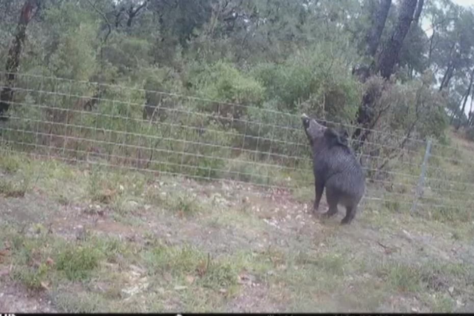 TÉMOIGNAGE. « C’est un énième clou dans le cercueil des viticulteurs », vignes ravagées, battues à répétition… ce combat contre les sangliers qui semble perdu d’avance