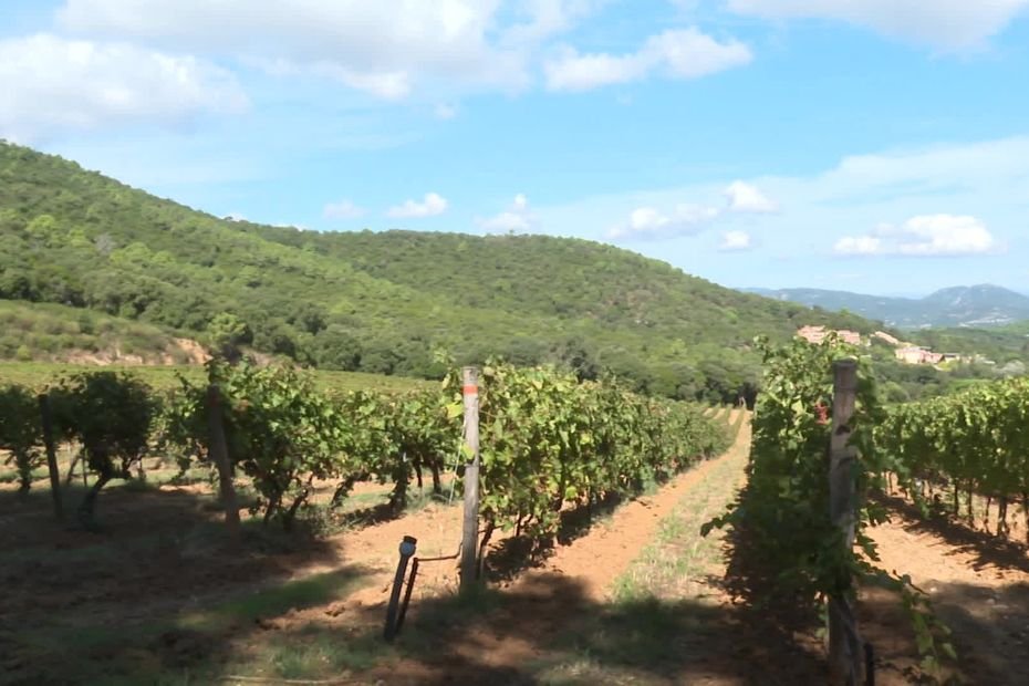 « On le fait par fortes pluies », des taux importants de pesticides dans les vignes, même bio ?