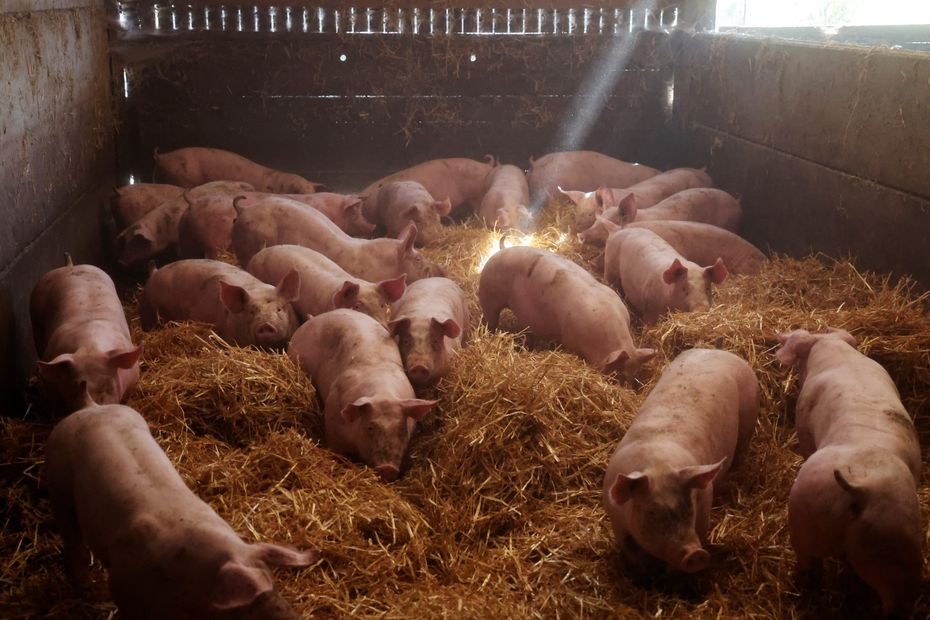 700 porcs retrouvés morts, récit d’un engrenage infernal et d’une détresse agricole : « Un burn-out, une sorte de déni »