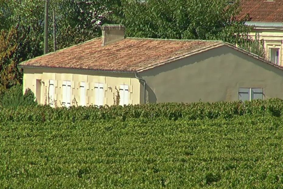 « Ils tuent la biodiversité, mais aussi les humains » : dans cette commune, on alerte sur les pesticides vaporisés dans les vignes