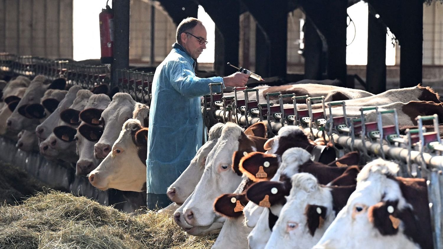 Quels risques la dermatose nodulaire contagieuse fait-elle planer sur la filière bovine ?
