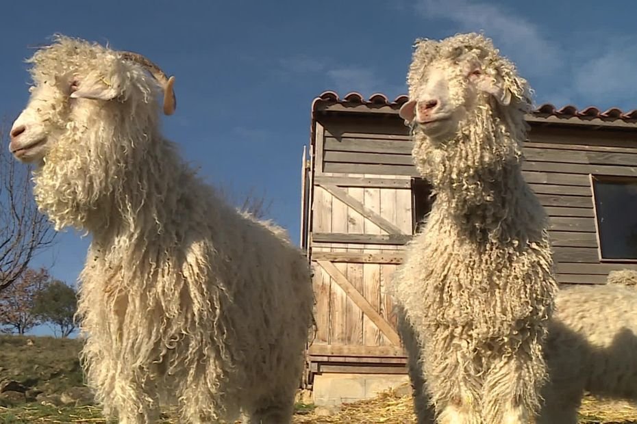 « C&rsquo;est naturel, solide, durable et chaud », saviez-vous que ce sont des chèvres angoras qui produise le mohair ?
