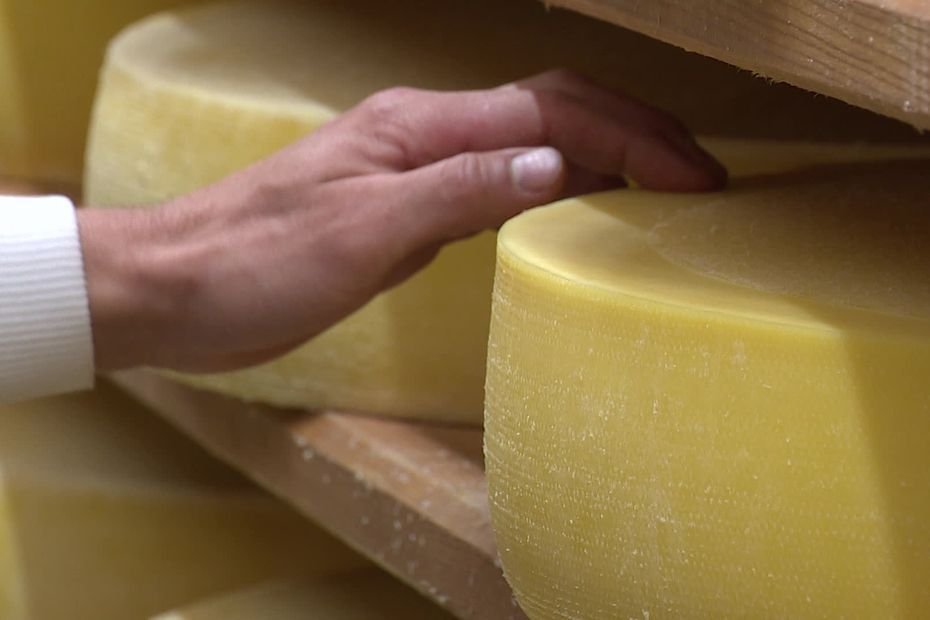 Dermatose nodulaire contagieuse : 250 vaches abattues, un coup dur pour cette petite fruitière à Comté