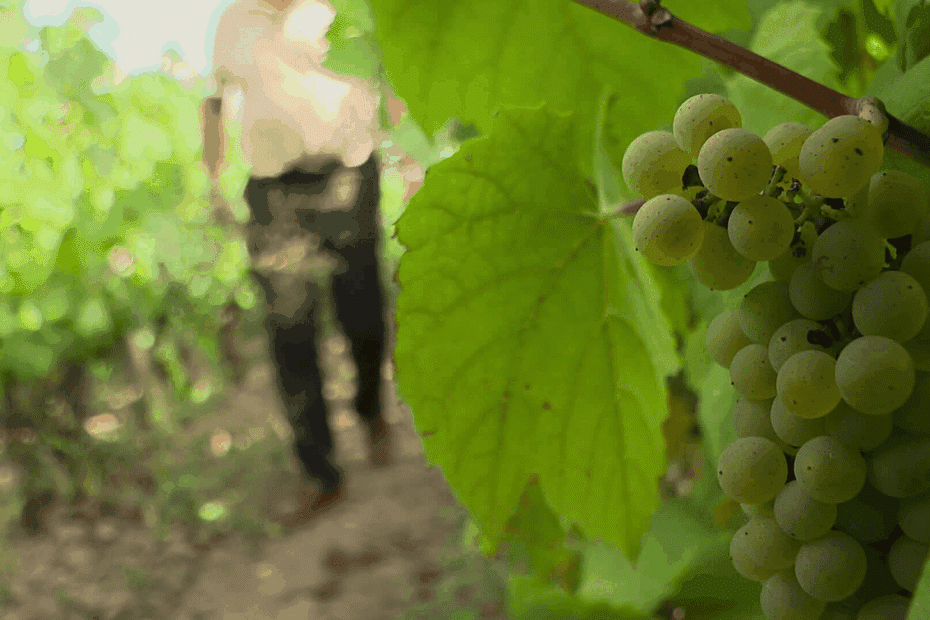 « Ce devrait être un cru solaire », les vendanges en muscadet s’annoncent excellentes dans le vignoble nantais