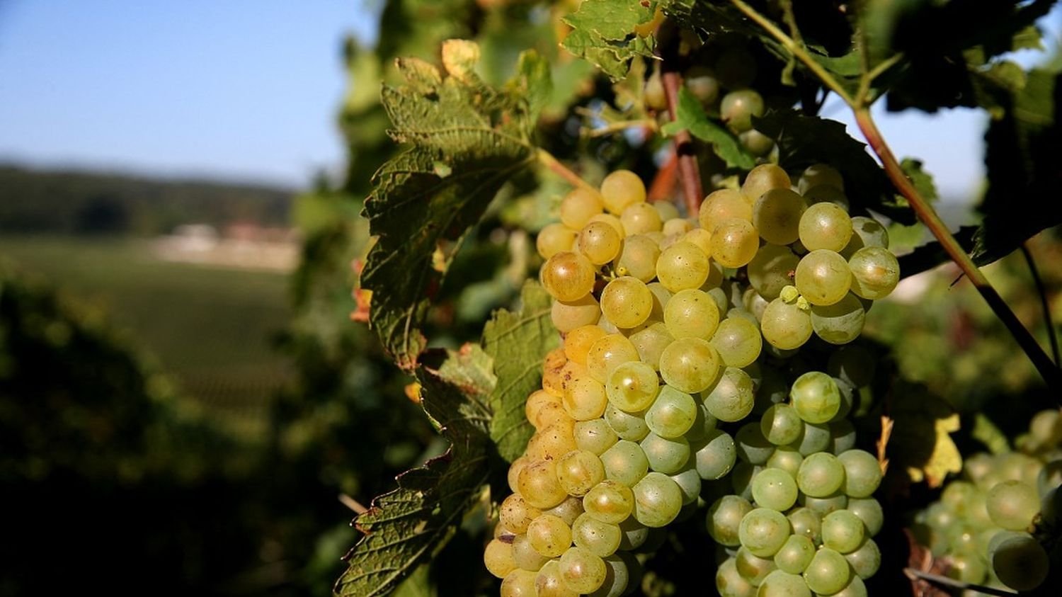 « Ici, les arômes sont plus fins, plus élégants » : l’Angleterre arrive sur le marché du vin pétillant