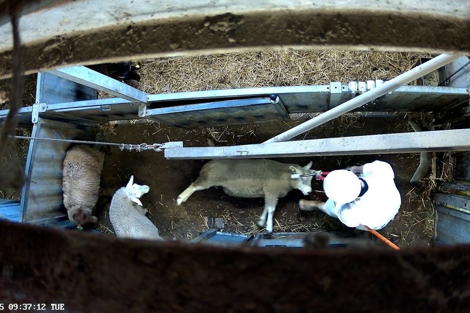 « Mauvais traitements » à l’abattoir de Cosne-sur-Loire : les agriculteurs espèrent du changement pour une réouverture rapide de ce “maillon de proximité indispensable”