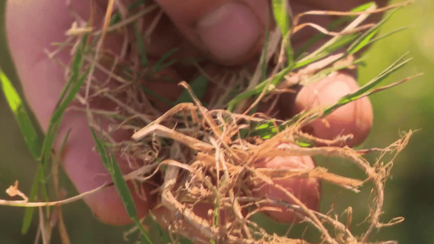 Sécheresse : l’inquiétude des agriculteurs bio du Finistère