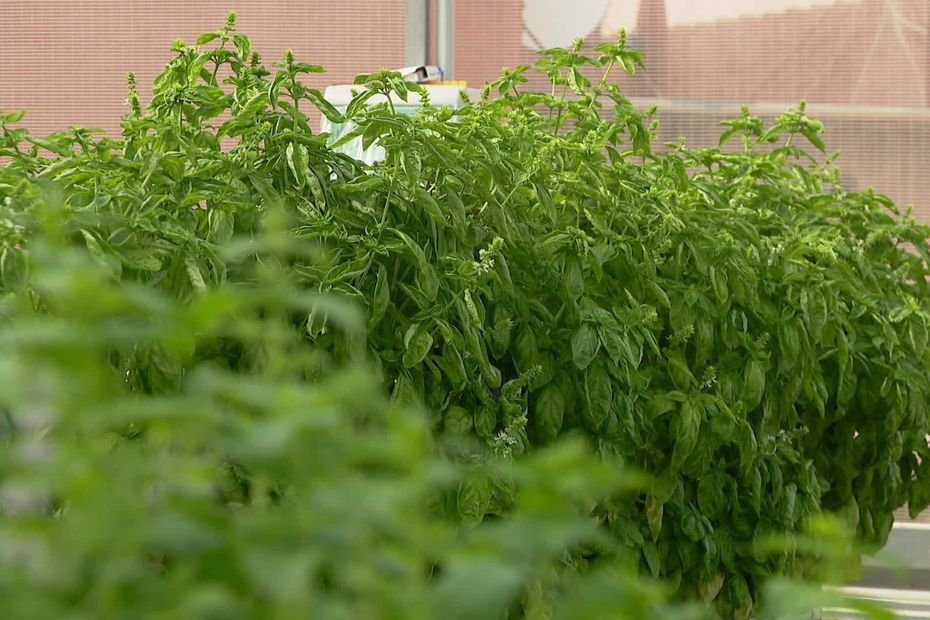 La première ferme d’aquaponie de Corse a pris racine à Prunelli di Fium’Orbu