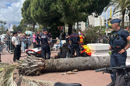 VIDÉO. "La victime a été aplatie" : en plein Festival de Cannes, un palmier tombe sur la Croisette et fait un blessé grave