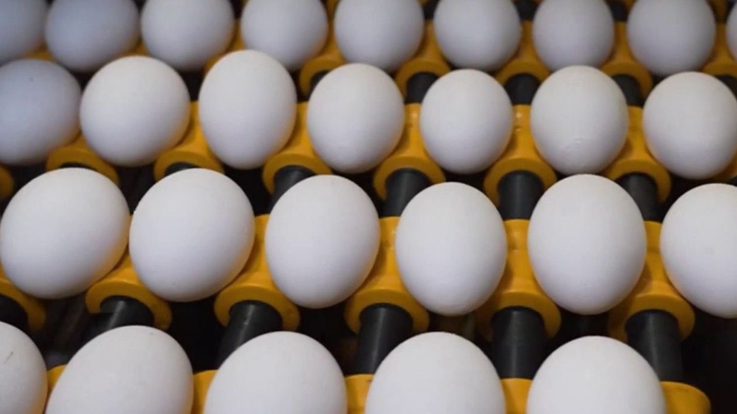 Pénurie d’œufs : pourquoi ce produit dont la consommation bat des records en France vient à manquer dans les rayons ?
