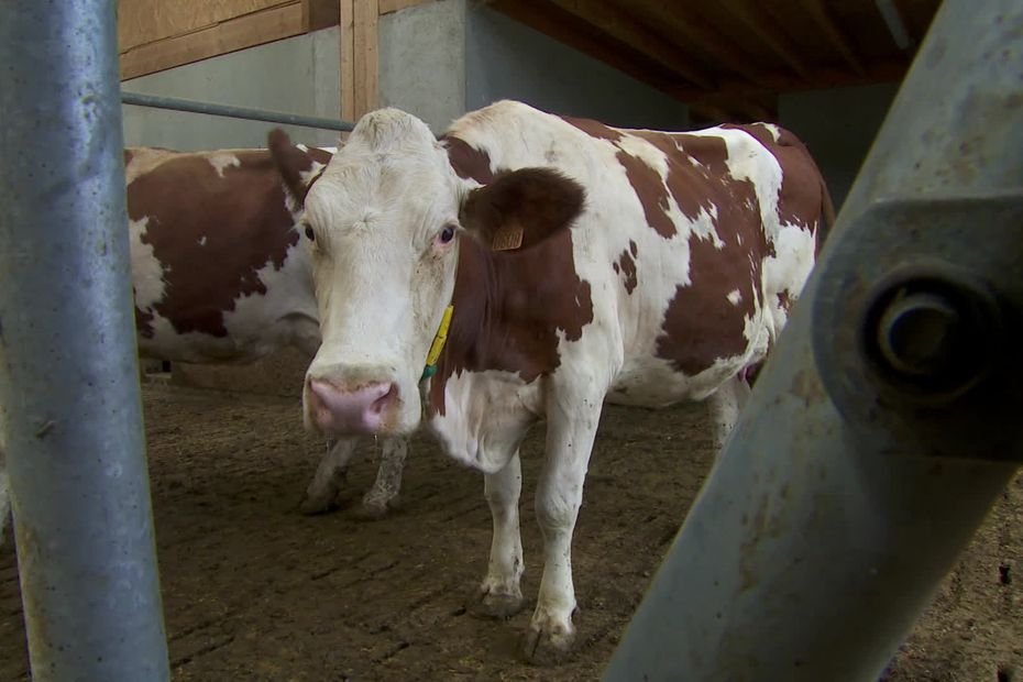 Dermatose nodulaire bovine : un premier foyer détecté dans l’Ain, le troupeau va être abattu