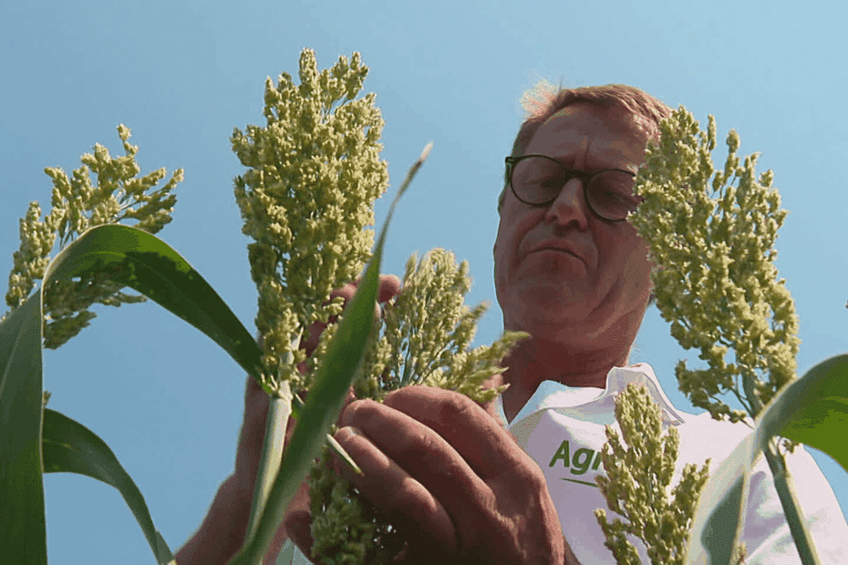Changement climatique. Sorgho, quinoa, chia… En Mayenne, l’agriculture s’adapte au climat plus chaud