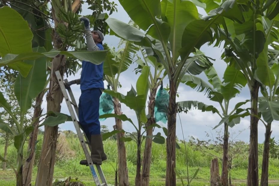 Ponction de l’enveloppe POSEI banane guadeloupéenne au profit de la Martinique : le député Max Mathiasin dénonce une iniquité